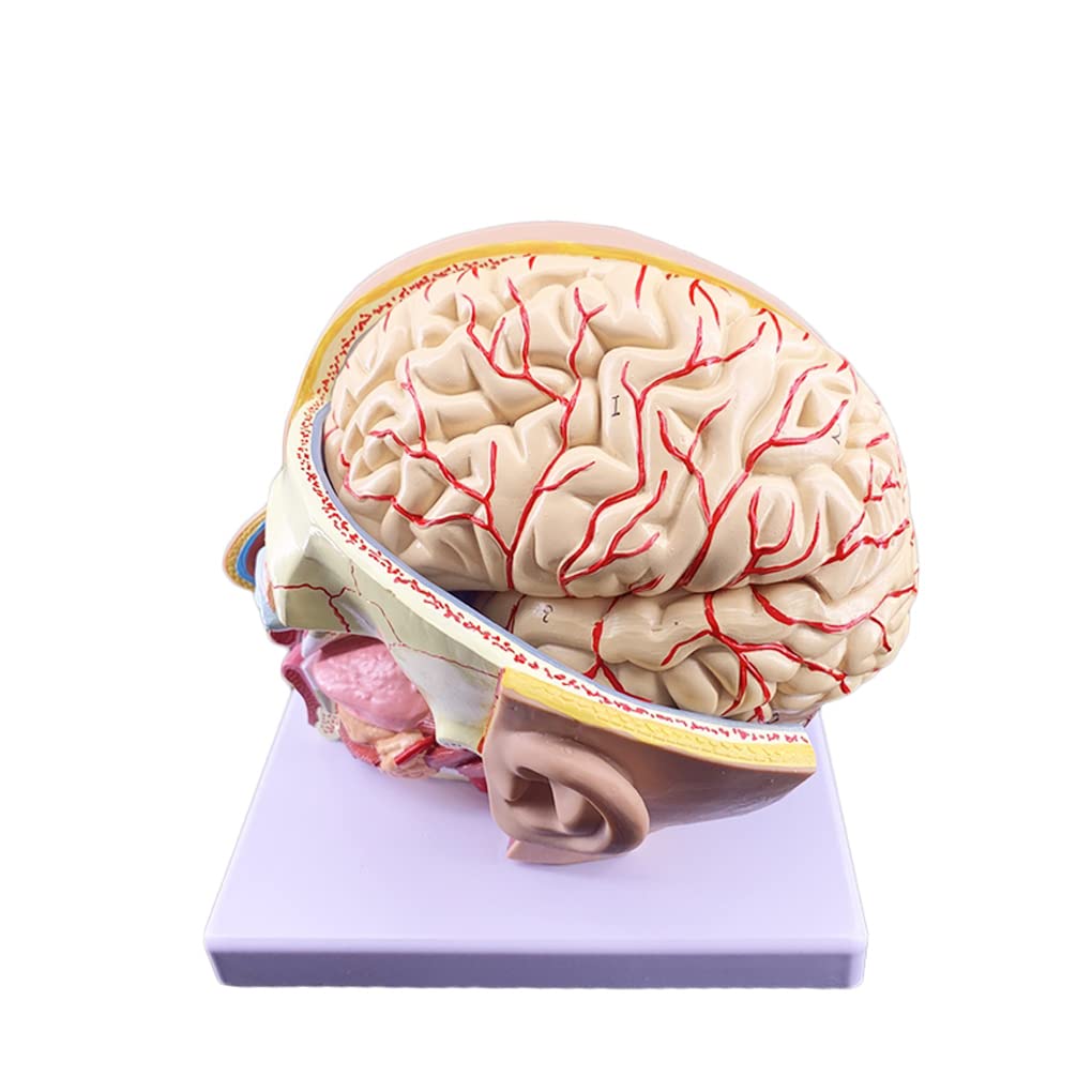 Amazon.co.jp: 頭部解剖と脳動脈模型人体頭部解剖模型4点セット